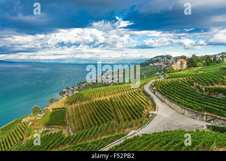 Le vignoble de Lavaux et le lac Léman en été. UNESCO World Heritage Site, Suisse. Banque D'Images