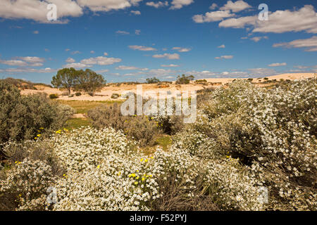 Outback australien cloaked paysage avec masse de fleurs blanches, Olearia pimeleoides daisy mallee, bush, sous ciel bleu Banque D'Images