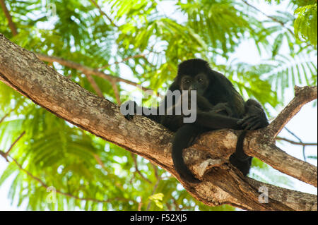 Mère singe hurleur se blottissant son bébé tout en vous reposant à la cime des arbres Banque D'Images