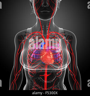 Rendu 3d illustration du système artériel femelle Banque D'Images