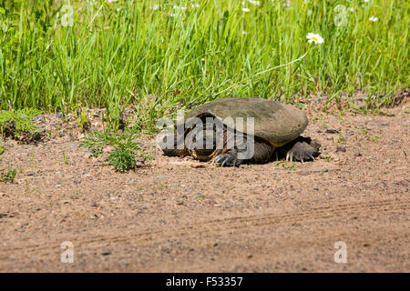 Tortue chélydre Banque D'Images