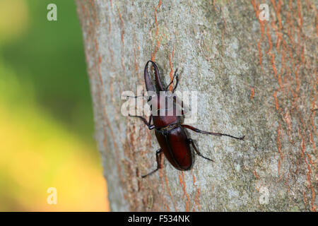 Stag beetle longue-vu (Prosopocoilus inclinatus) au Japon Banque D'Images