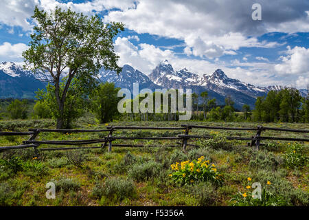 Des fleurs des champs et des montagnes dans le Grand Tetons National Park, Wyoming, USA. Banque D'Images