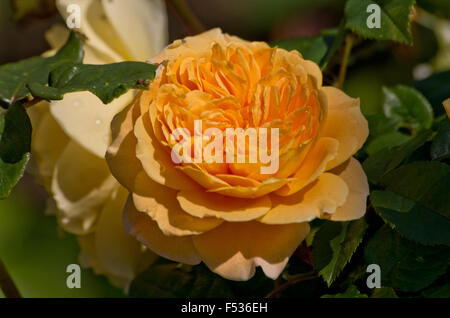 Rose La Princesse Margareta Banque D'Images