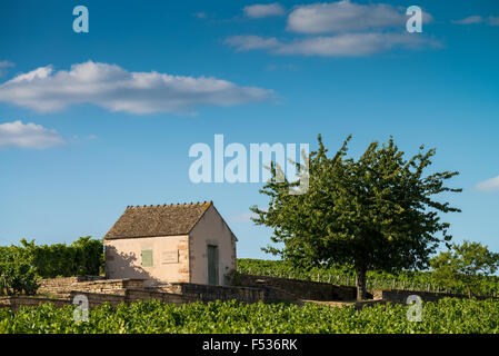 Vignoble, Savigny Les Beaune, Côte d'Or, Bourgogne, France, Europe Banque D'Images