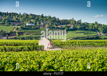 Vignoble, Savigny Les Beaune, Côte d'Or, Bourgogne, France, Europe Banque D'Images