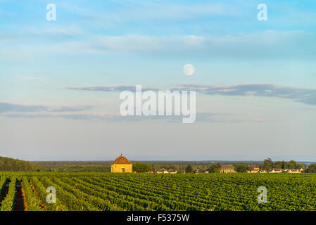 Vignoble, Savigny Les Beaune, Côte d'Or, Bourgogne, France, Europe Banque D'Images