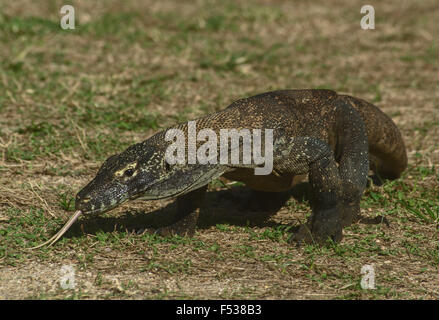 Dragon de Komodo, Varanus komodoensis, rôdant avec sa langue fourchue l'échantillonnage de l'air. Rinca Island, près de l'île de Komodo, Indones Banque D'Images