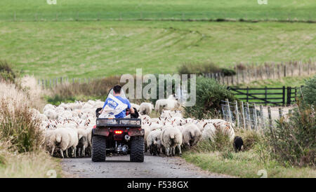 Un paysan sur un quad équipé d'alimentation, l'élevage d'un troupeau de moutons vers le bas une route de campagne avec l'aide d'un berger. L'Ayrshire, UK Banque D'Images