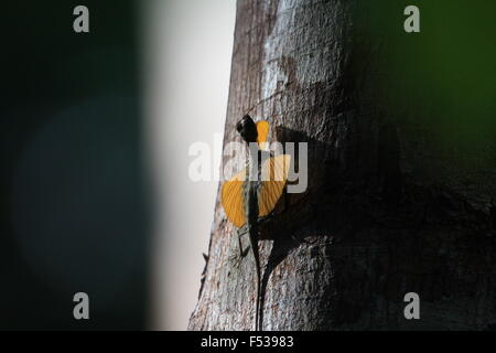 Flying Lizard dans le Parc National de Tangkoko,Sulawesi Indonésie, Banque D'Images