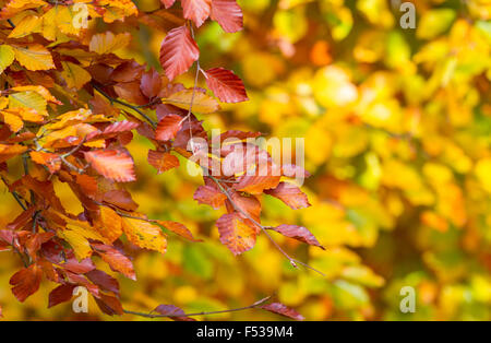 Les hêtres avec leurs feuilles en plein automne couleur dans Clumber Park. La Fiducie foncière. Worksop, Nottinghamshire, Angleterre, Royaume-Uni Banque D'Images