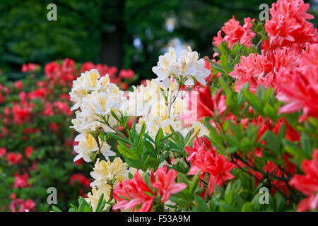 Floraison de jaune et rouge, rhododendrons et azalées dans le jardin, fond de fleurs naturelles Banque D'Images