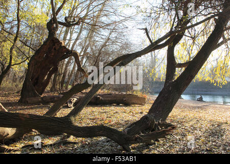 Les zones humides (naturelles) meadowlands en automne Banque D'Images