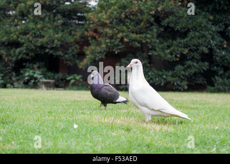 Pigeon sur l’herbe Banque D'Images