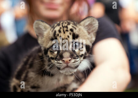 Close-up of a obscurci Leppard Cub lors d'une rencontre des animaux au Centre de conservation des espèces rares, Sandwich, Kent. Banque D'Images