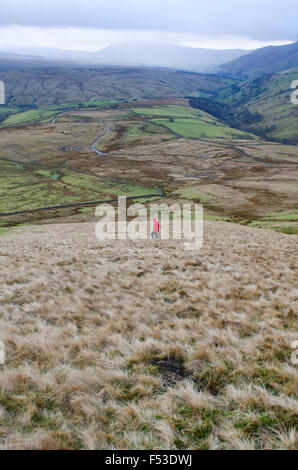 Promenades dans la nature à cumbria Royaume-Uni avec des chevaux sauvages Banque D'Images