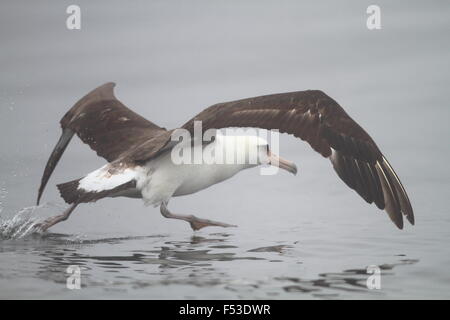 Albatros de Laysan (Phoebastria immutabilis) dans la région de Nortn Japon Banque D'Images