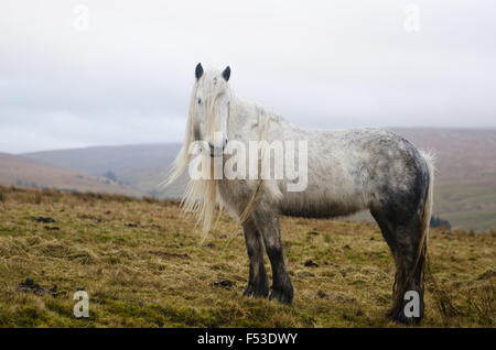 Promenades dans la nature à cumbria Royaume-Uni avec des chevaux sauvages Banque D'Images