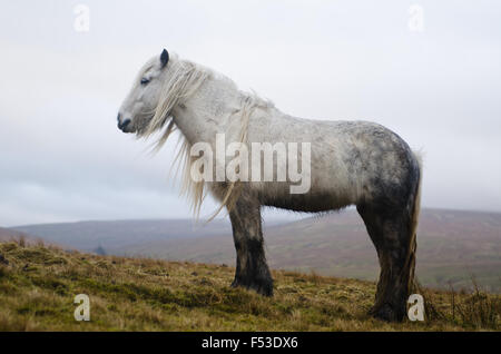 Promenades dans la nature à cumbria Royaume-Uni avec des chevaux sauvages Banque D'Images