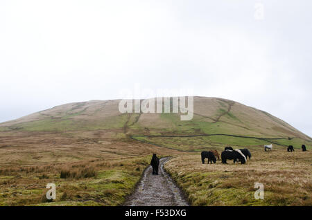 Promenades dans la nature à cumbria Royaume-Uni avec des chevaux sauvages Banque D'Images