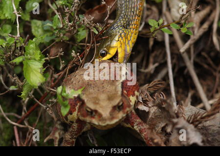 Tiger keelback Rhabdophis tigrinus (serpent) manger grenouille crapaud japonais (Bufo japonicus) au Japon Banque D'Images