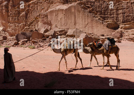 Quelques chameaux dans l'ombre dans le soleil de midi, Jordanie, Wadi Rum Banque D'Images