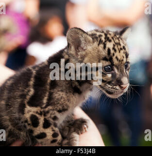 Close-up of a obscurci Leppard Cub lors d'une rencontre des animaux au Centre de conservation des espèces rares, Sandwich, Kent. Banque D'Images