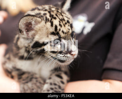 Close-up of a obscurci Leppard Cub lors d'une rencontre des animaux au Centre de conservation des espèces rares, Sandwich, Kent. Banque D'Images