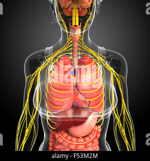 Illustration du corps féminin avec l'oeuvre du système nerveux et digestif Banque D'Images