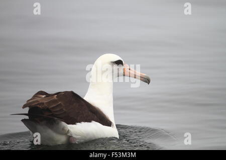 Albatros de Laysan (Phoebastria immutabilis) dans la région de Nortn Japon Banque D'Images