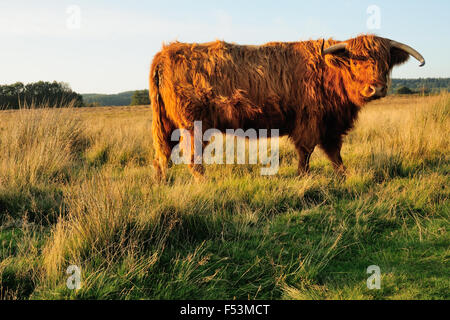 Highland cattle velues sur landes. Banque D'Images