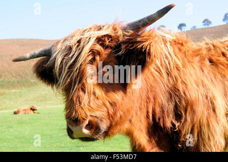 Highland cattle grazing sur landes. Banque D'Images