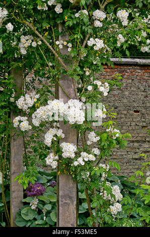 Rose Rambling Rector Banque D'Images