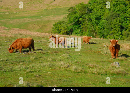 Highland cattle grazing sur landes. Banque D'Images