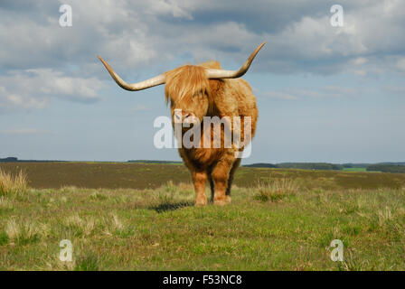 Highland vache paissant sur des landes. Banque D'Images