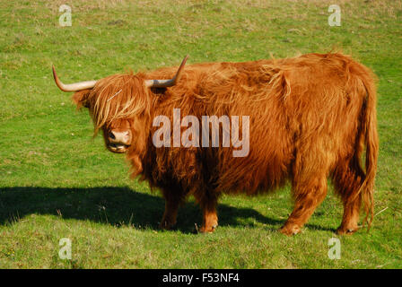 Highland vache paissant sur des landes. Banque D'Images