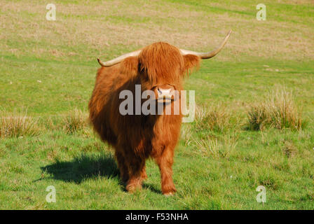 Highland vache paissant sur des landes. Banque D'Images