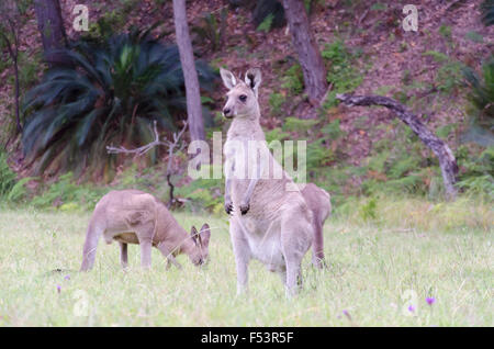 Un kangourou gris de l'est (Macropus giganteus) en regardant tandis que d'autres se nourrissent de l'herbe Banque D'Images