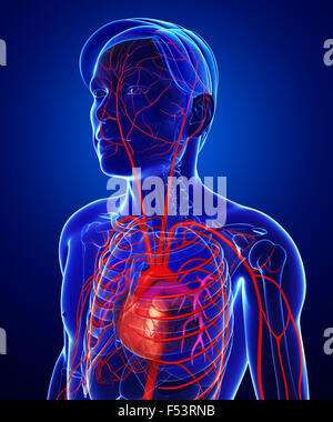 Rendu 3d illustration de l'homme système artériel Banque D'Images