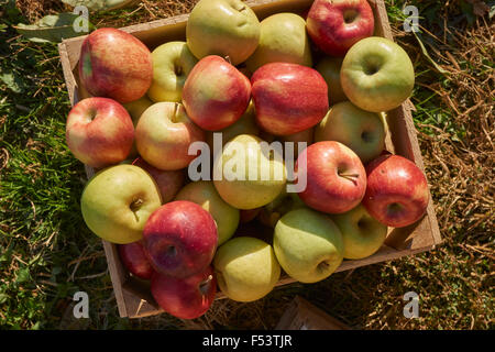 Fort de pommes à un comté de York, Pennsylvanie, États-Unis d'orchard Banque D'Images