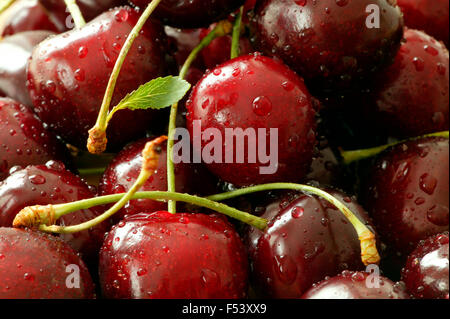 Close up de cerises lavées. Banque D'Images