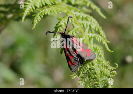 Slender Scotch Burnet, Zygaena loti scotica Banque D'Images