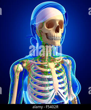 Illustration du squelette féminin avec système lymphatique Banque D'Images
