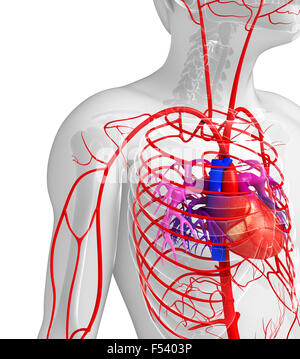 Rendu 3d illustration de l'homme système artériel Banque D'Images