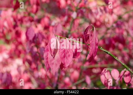 Euonymus alatus feuilles à l'automne. L'arbre de fusée à ailes. Banque D'Images