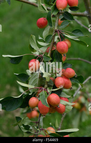 Gros fruit rouge sur Malus 'John Downie' crabe apple tree en été, Berkshire, Août Banque D'Images