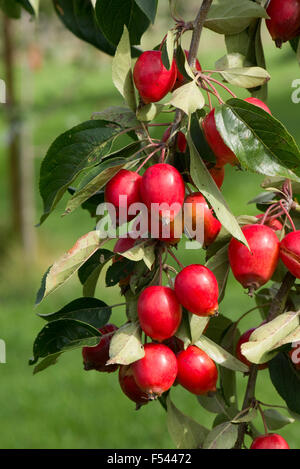 Gros fruit rouge sur Malus 'John Downie' crabe apple tree en été, Berkshire, Août Banque D'Images