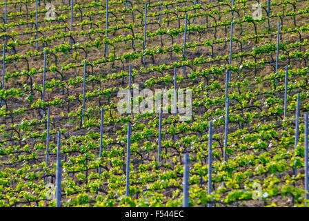 Vignoble en campagne italienne dans la région de earl le printemps Banque D'Images