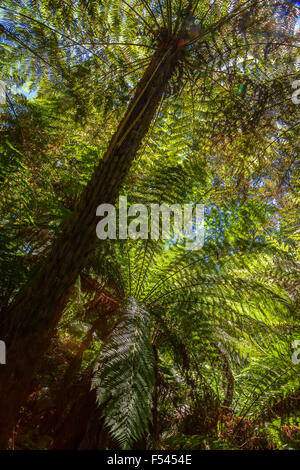 Tree Ferns dans la chaîne des Dandenong Ranges, Victoria, Australie. Banque D'Images