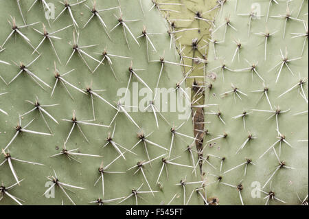 Cactus Banque D'Images